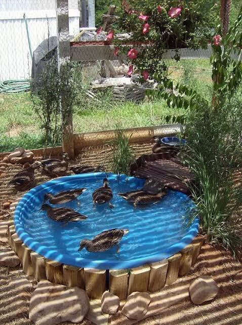 With your own dovecote or chicken coop or duck pond or goose house you will have no food waste there will be nothing to recycle and you yourself will supply the smarts. They'll keep you with fertilizer for the rest of your days and help with pest control. And they are lovable.