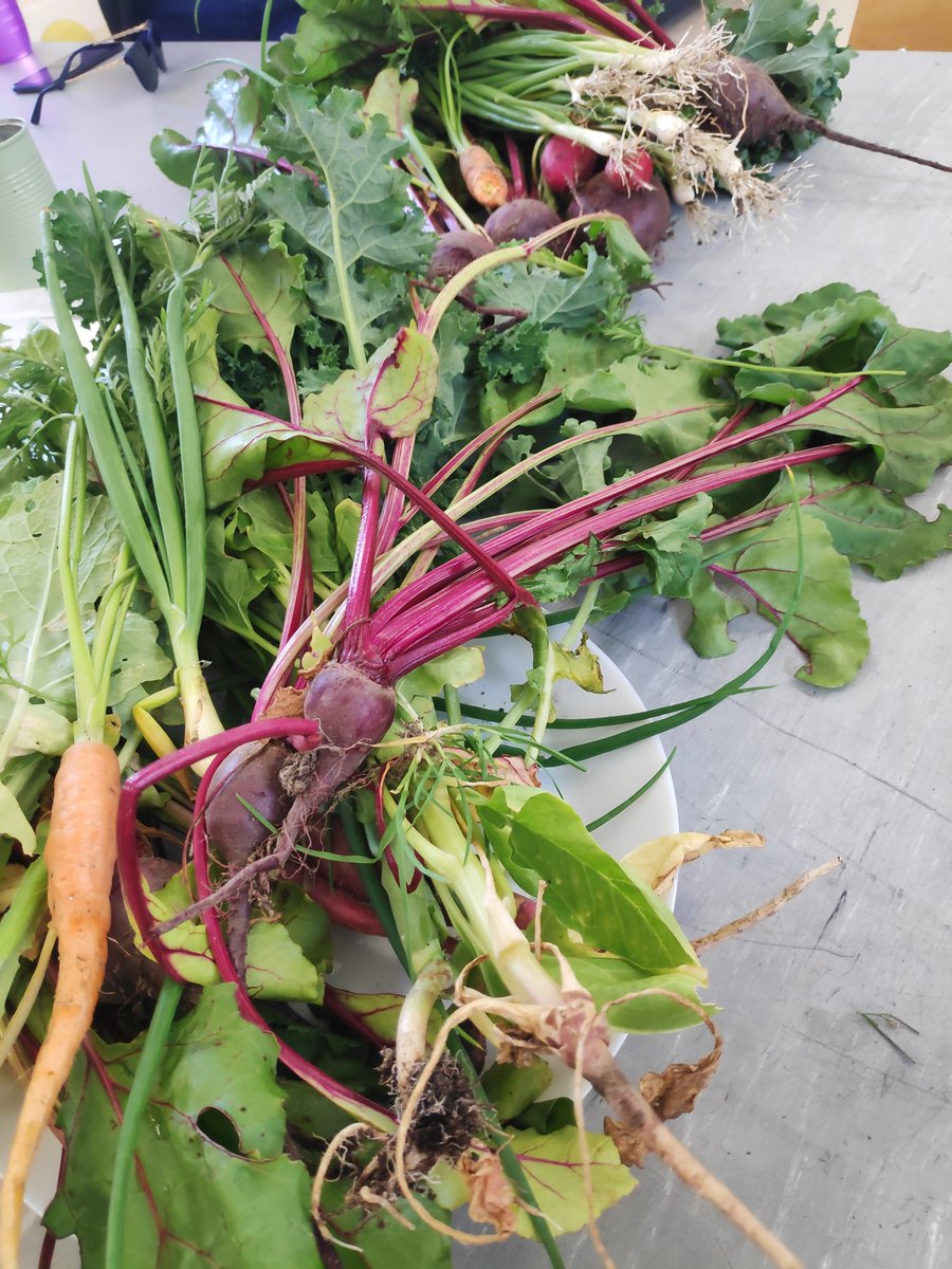 Wow😍 look what we picked in the garden today @kinvarans 🥕🌰🥬🍎@AineMcGrath2 <a href="/MsPurcellsClass/">Ms Purcell</a> We can't wait to taste them😋 #IncredibleEdibles19 <a href="/AgriAware/">Agri Aware</a> <a href="/HSEschoolsteam/">Healthy Schools</a>