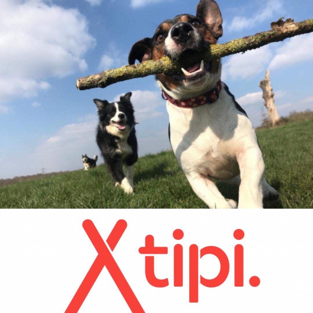 models_direct's tweet image. Good Luck to Weston shooting with TIPI London today and Friday (19th July)  #petmodelling #modelsdirect #bookings #pets #dogs