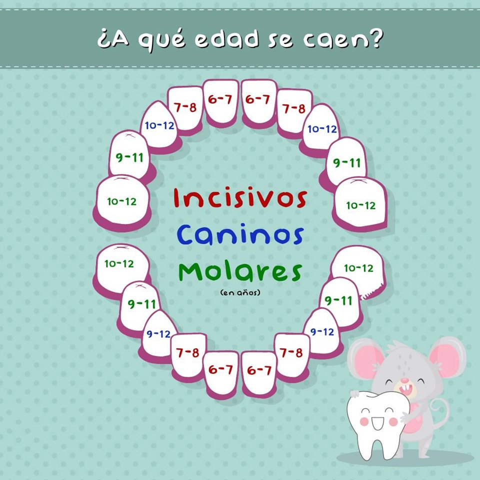 OptomicES's tweet image. 🦷  ¿𝑪𝒐𝒏 𝒄𝒖𝒂́𝒏𝒕𝒐𝒔 𝒂𝒏̃𝒐𝒔 𝒔𝒆 𝒄𝒂𝒆𝒏 𝒍𝒐𝒔 𝒅𝒊𝒆𝒏𝒕𝒆𝒔?   🦷 👅 🦷
#dientessanos #dientes #niños
