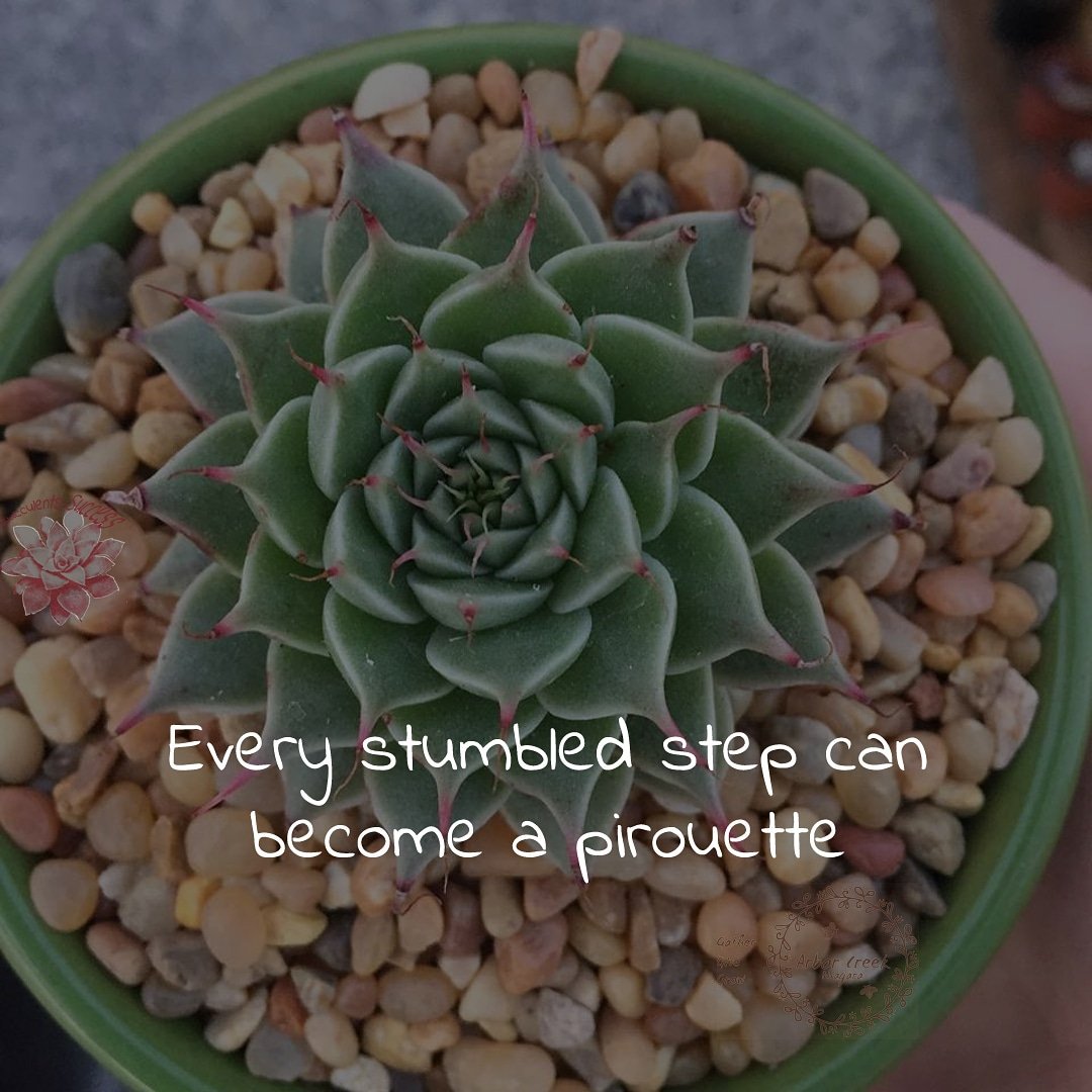 #every #stumbled #step #can #become a #pirouette #graptoveriasilverstar #succulents #success #quotes @ArborCreekNiag - Like for more success - Follow us for more success quotes @SucculentsSucc1