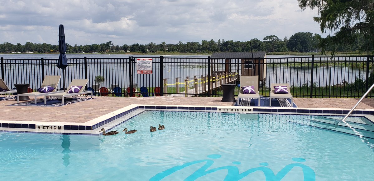 ChurchillsPools's tweet photo. Our next commercial project is to bring this pool with a lapsed permit up to code, our engineer is preparing drawings . . meanwhile only the locals can enjoy the pool!!!
#swimming
#swimmingpool 
#ducks https://t.co/ENZWWSWNYk