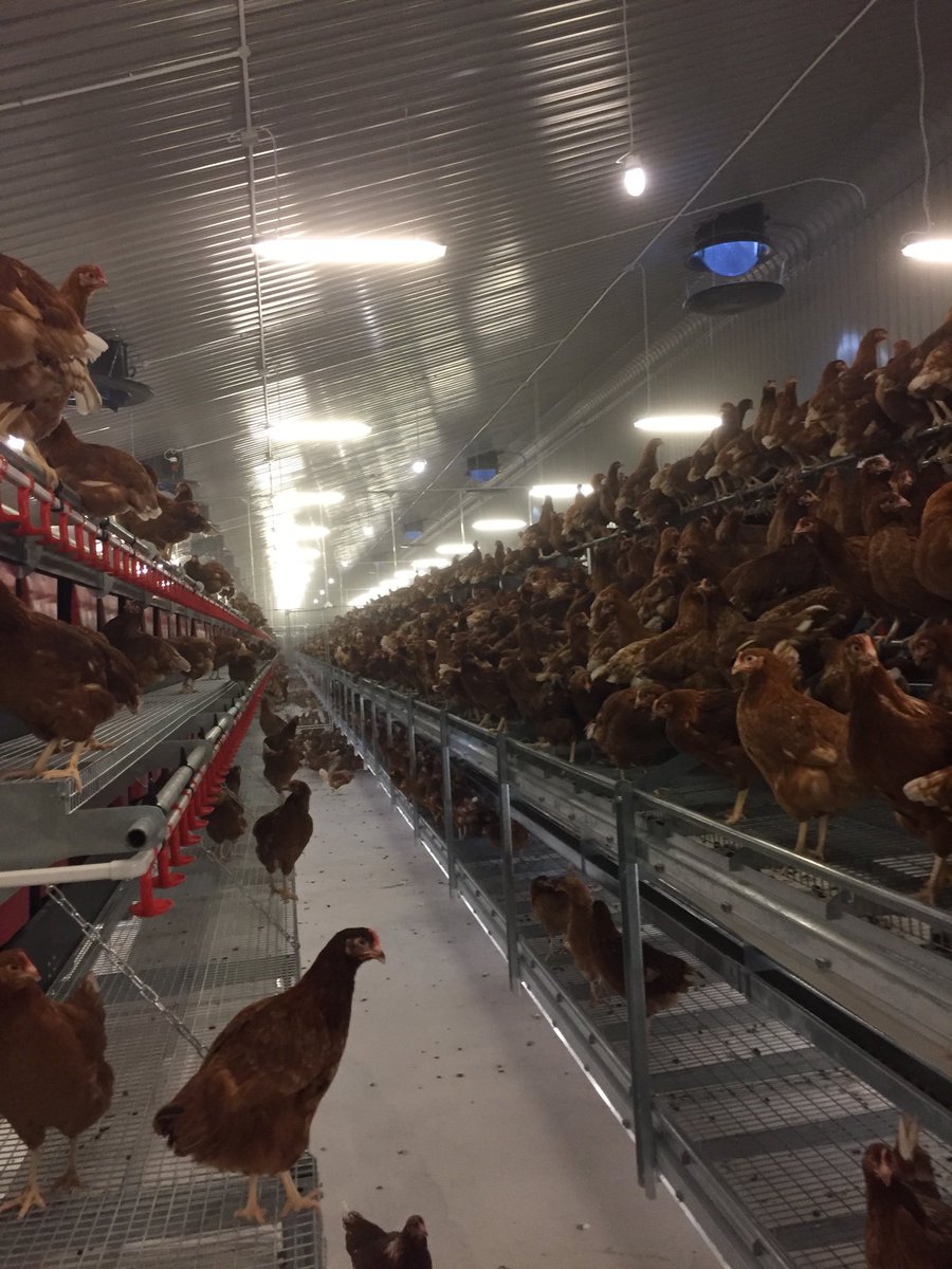 simon_chicks's tweet photo. Another ⁦@potterspoultry⁩ #potterspackage delivered. #multitier #aviaryrear #freedomfoodsapproved #healthandsafetyweek #notatheight https://t.co/hnk8F2I9qi