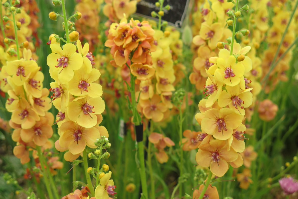 Plantheritage's tweet photo. Do you have a passion for Verbascum? This is another well loved garden plant for which there is no National Plant Collection. Could you help in the conservation of plant in this genus by starting one? https://t.co/PX3KDfaAKk #MissingGenera #PlantDiversity #PlantsforPollinators https://t.co/j1Z96OtS9g