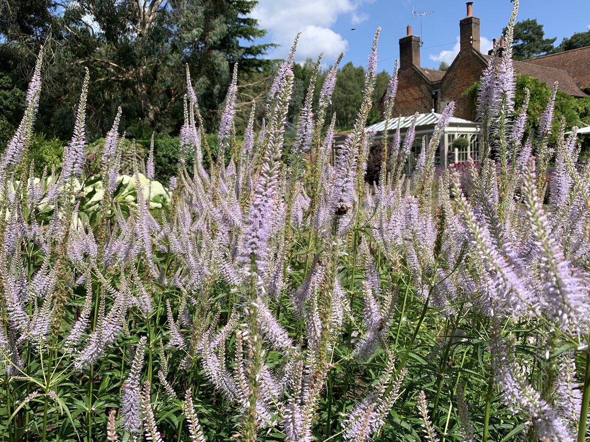 mrgardens's tweet photo. Bees doing their thing #bees #gardening https://t.co/AqACoNYNH9