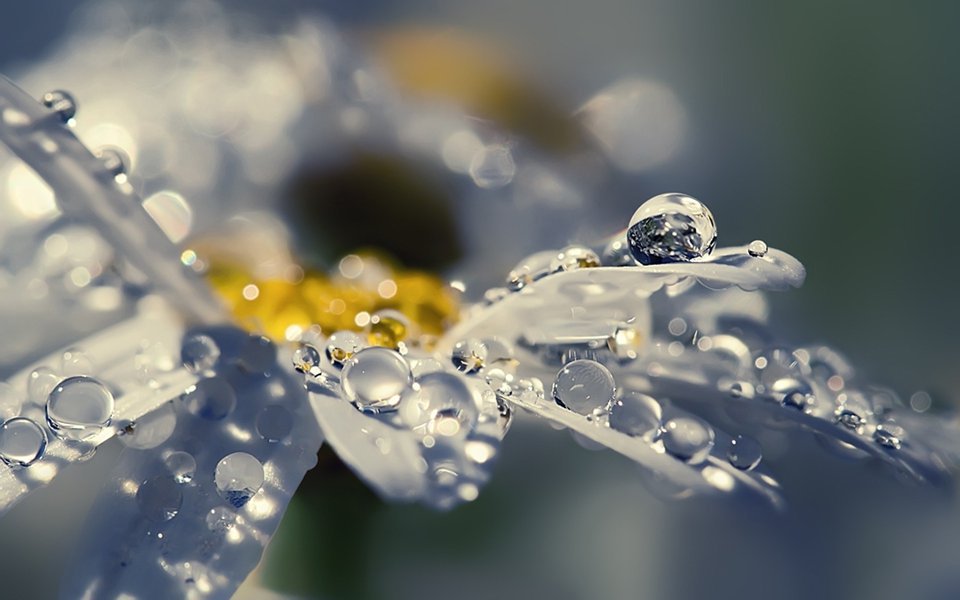 Letter_flowers's tweet photo. ◆カモミール◆

リンゴのような甘い香りがする花です。

花言葉は『逆境で生まれる力』

地面を這うように生え、踏まれれば踏まれるほどよく育つカモミール。

花言葉もそれに由来します。 https://t.co/Sotwsv1OXk
