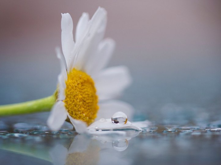 Letter_flowers's tweet photo. ◆カモミール◆

リンゴのような甘い香りがする花です。

花言葉は『逆境で生まれる力』

地面を這うように生え、踏まれれば踏まれるほどよく育つカモミール。

花言葉もそれに由来します。 https://t.co/Sotwsv1OXk