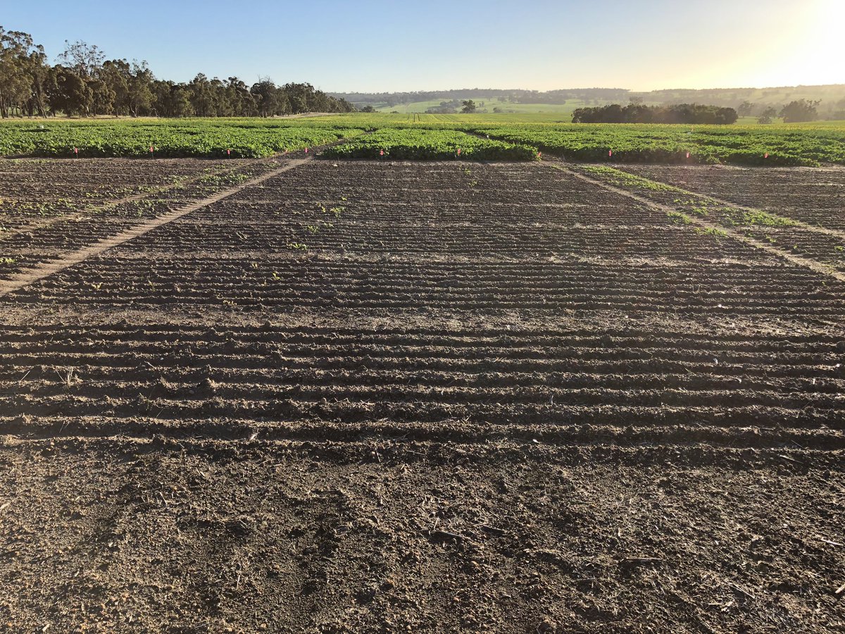 agro_brad's tweet photo. @LMKWAagronomy trial at Kojonup. Trying to kill the new #TruFlex stacks without using the usual BCFI mixes. Some promising results so far. Photos of XCT canola. https://t.co/ugtlCZ803p