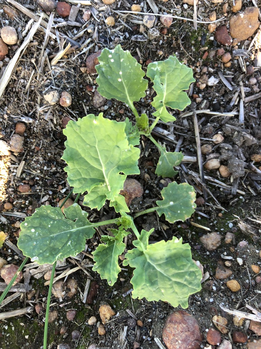 agro_brad's tweet photo. @LMKWAagronomy trial at Kojonup. Trying to kill the new #TruFlex stacks without using the usual BCFI mixes. Some promising results so far. Photos of XCT canola. https://t.co/ugtlCZ803p