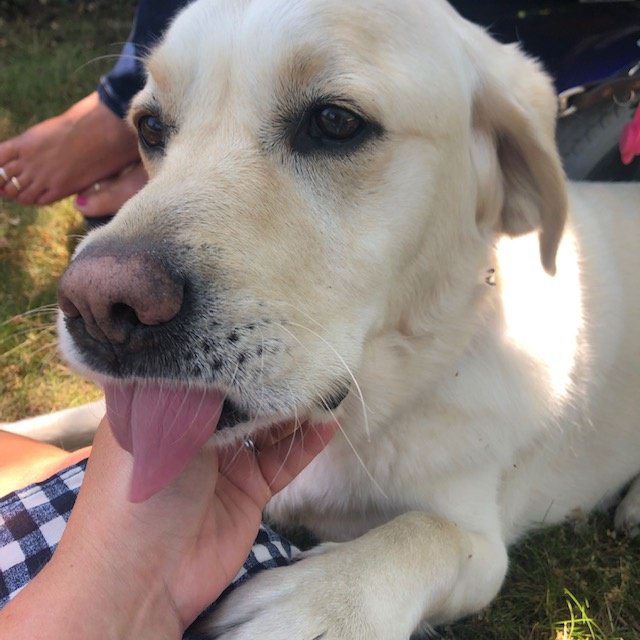 NHSHEE_SEast's tweet image. What a fantastic and moving talk today in the TV office by Sue and her therapy dog, Flint from @DogsForGoodUK  It's so amazing to hear about all they can do and the bond between Sue and Flint. Thank you so much for coming along as part of #nhsvalues week #livingthevalues