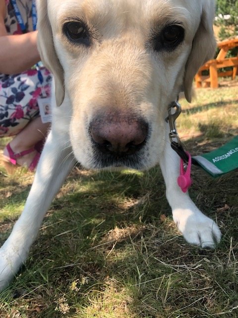 NHSHEE_SEast's tweet image. What a fantastic and moving talk today in the TV office by Sue and her therapy dog, Flint from @DogsForGoodUK  It's so amazing to hear about all they can do and the bond between Sue and Flint. Thank you so much for coming along as part of #nhsvalues week #livingthevalues