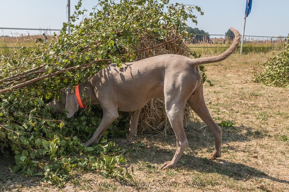 EventEmmeloord's tweet photo. Een perfect dagje uit in het Kuinderbos voor het hele gezin: 27 &amp; 28 juli. Ook met je aangelijnde hond. Een internationaal paardenevenement met een zomerfair, food- en dranktrucks én kinderactiviteiten. https://t.co/2COXJPH9kt https://t.co/0y1fAnmoIi