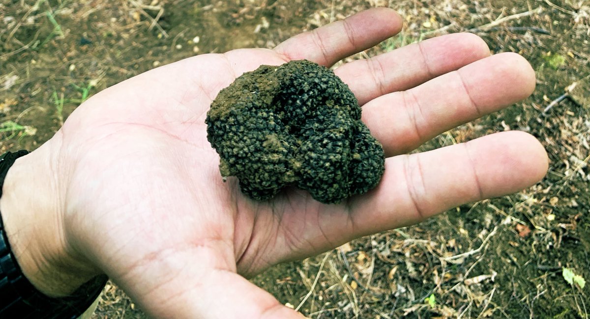 Been a very happy few days truffle hunting in Italy’s beautiful Abruzzo region. Thanks to <a href="/TrufflesLondon/">Mr Truffle -London-</a> for great festivals, food and hospitality