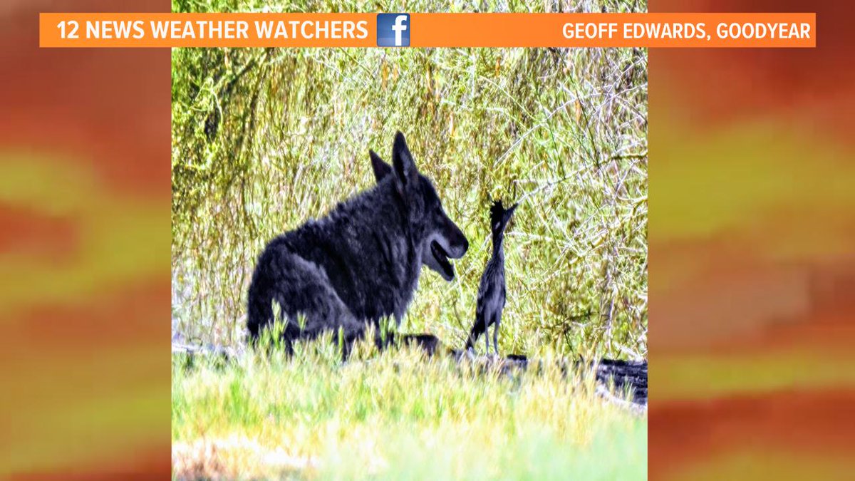 KristenKeogh's tweet image. A coyote and a roadrunner seek shade together in Estrella Mountain Ranch! Does this remind anyone else of a certain cartoon? #12News