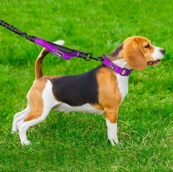 JoJosWorldStore's tweet photo. Reflective Nylon Adjustable Dog Collar and Leash Dog Lead Set🐾

Available at: https://t.co/sMGdsxMocY
_______
#dogharnessset #doglead #dogharness #dogshop #dogshoponline #onlineshoppers #onlineshop #trustedseller #onlinedogshop #freeshippingnationwide #TeamJoJosWorld https://t.co/4e4tkyhccZ