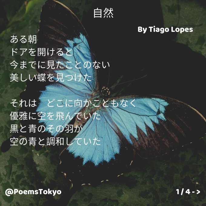 美しい蝶のtwitterイラスト検索結果 古い順