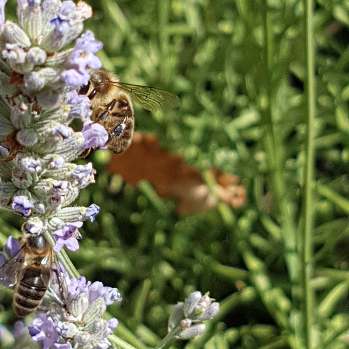 Bleu Blanc Ruche tweet media