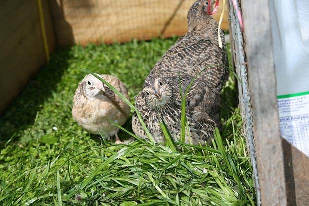 By far the easiest bird to keep is a quail, and especially the tiny Japanese quail. Great tasting eggs and the bird itself can be eaten.