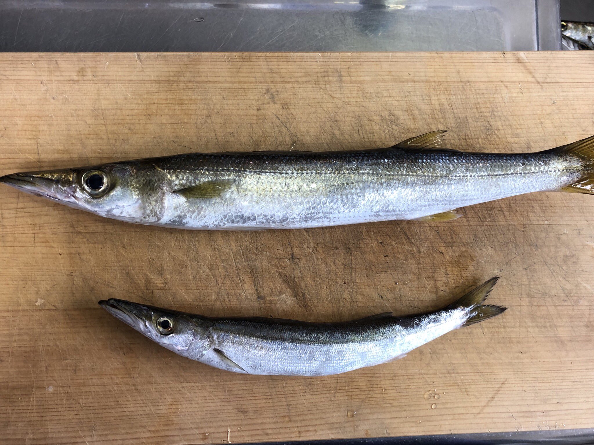 マグロアジンガー ノーマルカマスとアラハダの違いその アラハダは鱗がデカイ 人にたとえて 肌が荒い あら肌 アラハダ と呼ばれるようになったらしいです ちなみ 標準和名は アラハダ アカカマス ノーマル ヤマトカマス です 呼んどる人見たこと