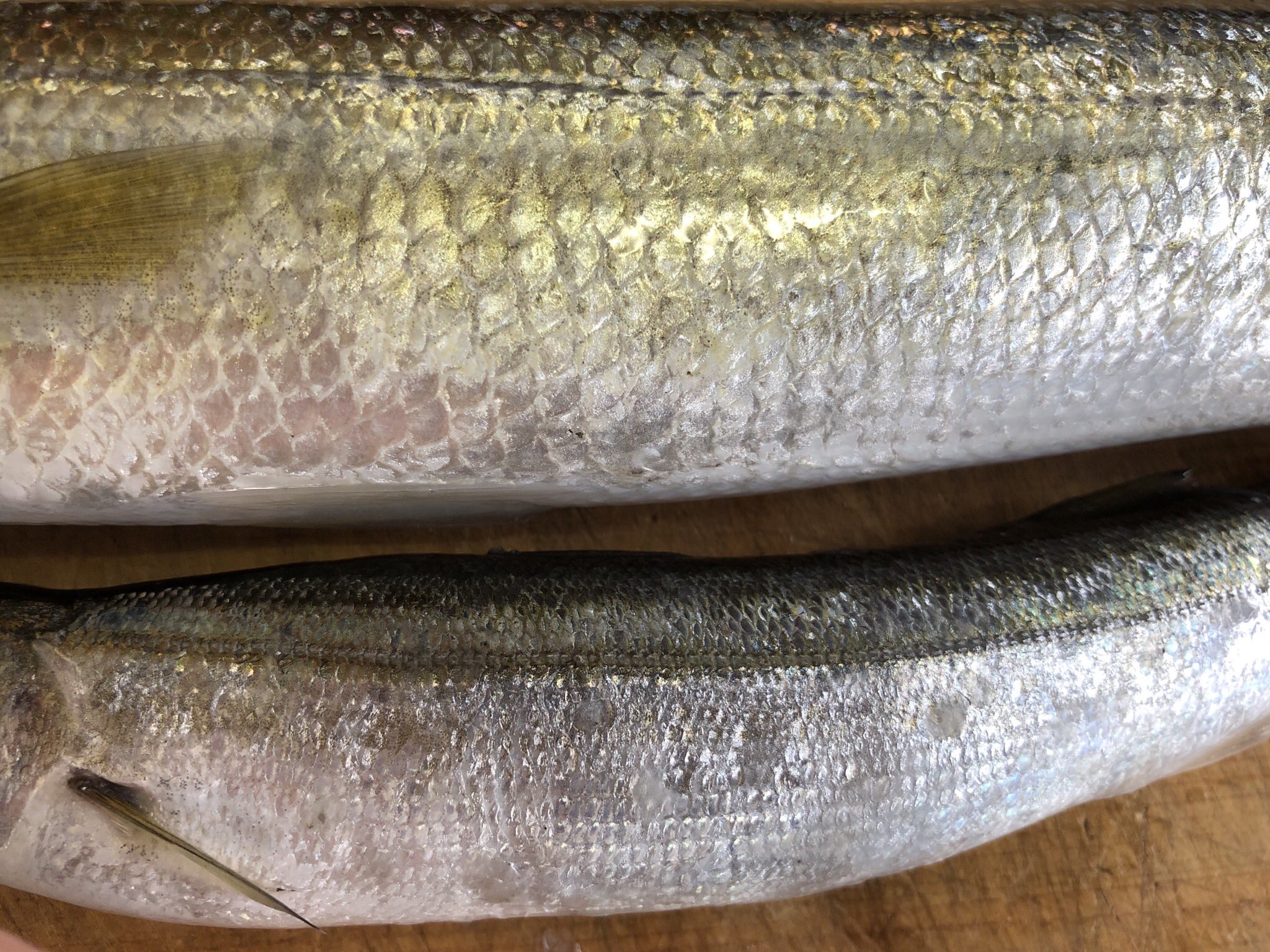 マグロアジンガー ノーマルカマスとアラハダの違いその アラハダは鱗がデカイ 人にたとえて 肌が荒い あら肌 アラハダ と呼ばれるようになったらしいです ちなみ 標準和名は アラハダ アカカマス ノーマル ヤマトカマス です 呼んどる人見たこと