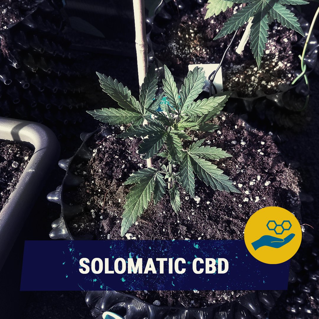 royalqueenseeds's tweet photo. A marvellous #Solomatic CBD 🔵 #growing #outdoors!
She is perfect for those days when your muscles scream for #pain #relief! She will take that pain away with her 21% of #CBD.
https://t.co/KHWG6iT15h
📸 Kibo18 https://t.co/aJgoTdBx6w