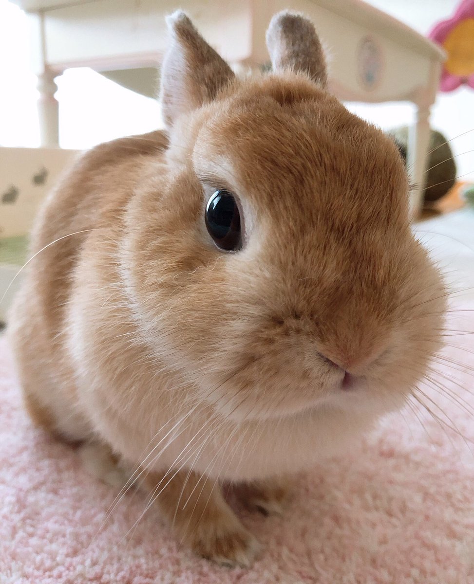 Rie Habu うさぎファース党 うさぎボス 名前は 羽生 白雪 クセは 撫でられるとプゥプゥ 高らかに鳴くこと チャームポイントは ほっぺ 大事な事だからキチンと言うね うさぎは正義は最高にクールな漫画だから飼ってなくても読むべきだよ 良い上司