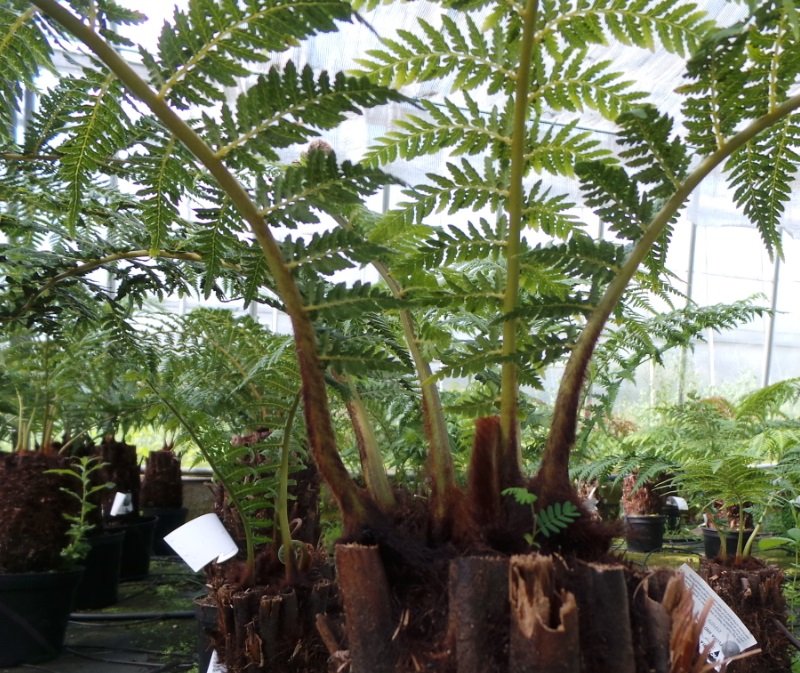 PerfectPlants1's tweet photo. Tree ferns... luscious; architectural; stately; downright gorgeous. #plantgang #urbanjungle #treeferns #iwantoneofthose https://t.co/haobv6SLfF