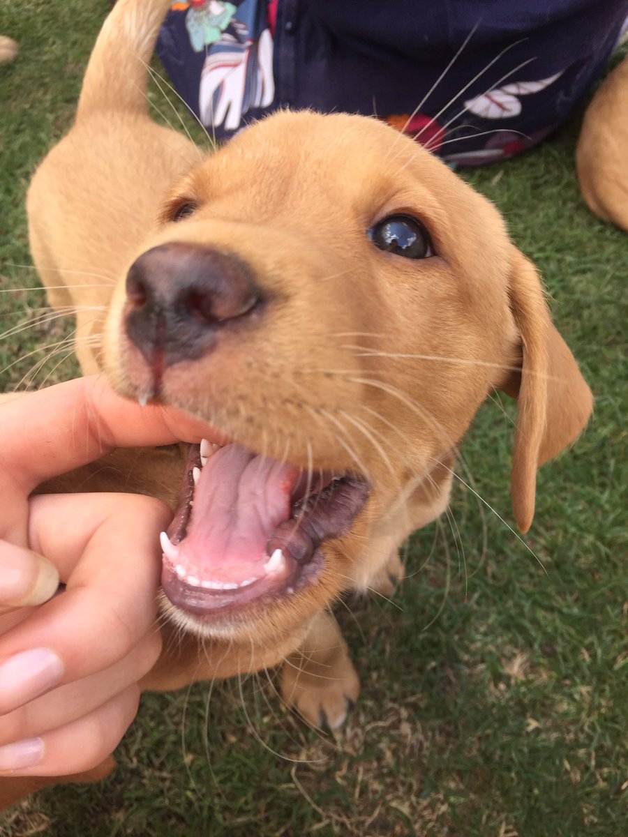verityhgward's tweet photo. she loves a nibble https://t.co/Q1gq6rkF9D