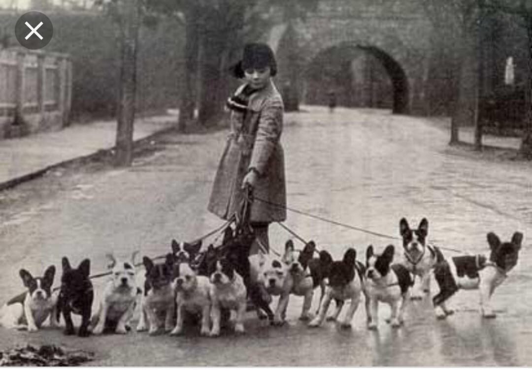 If one is good, 13 are better. #frenchies