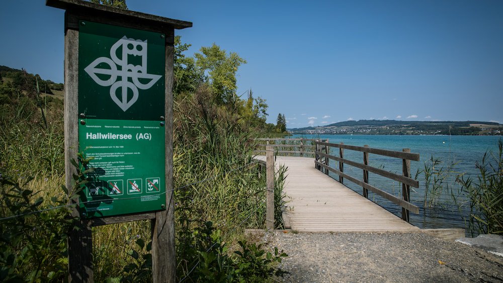 Medien_News's tweet photo. Grosses Reptil gesichtet: Macht ein Kaiman den Hallwilersee unsicher? https://t.co/5LdpGOwToz https://t.co/JoVDkhydte
