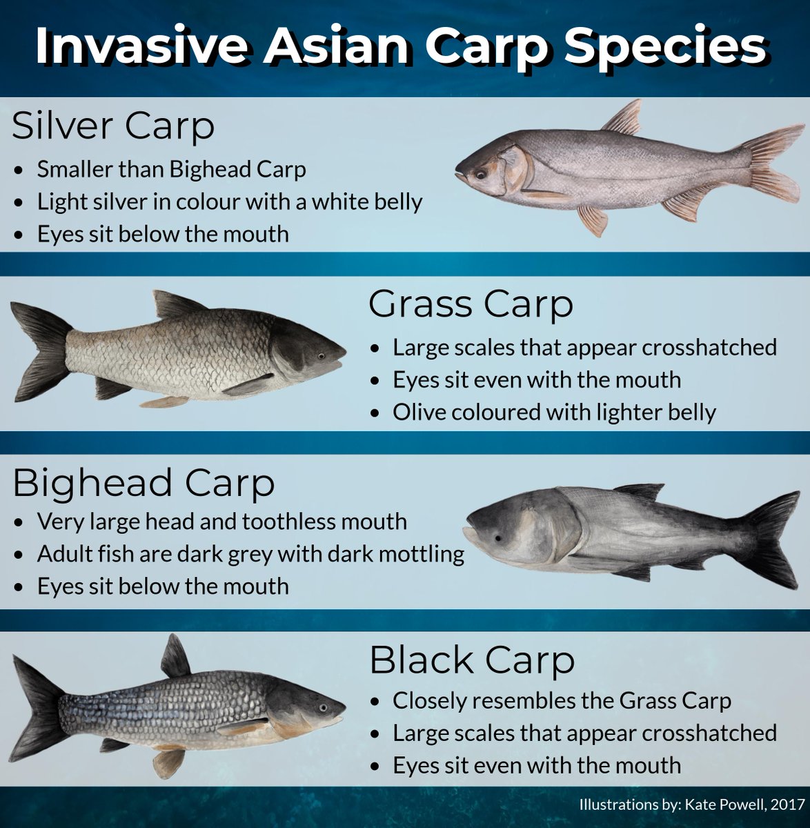 The name 'Asian carps' refers to four species of carps native to the rivers  of China and Russia. You can tell Asian carps apart from Common Carp by  their narrow dorsal fin, image size:1174x1200