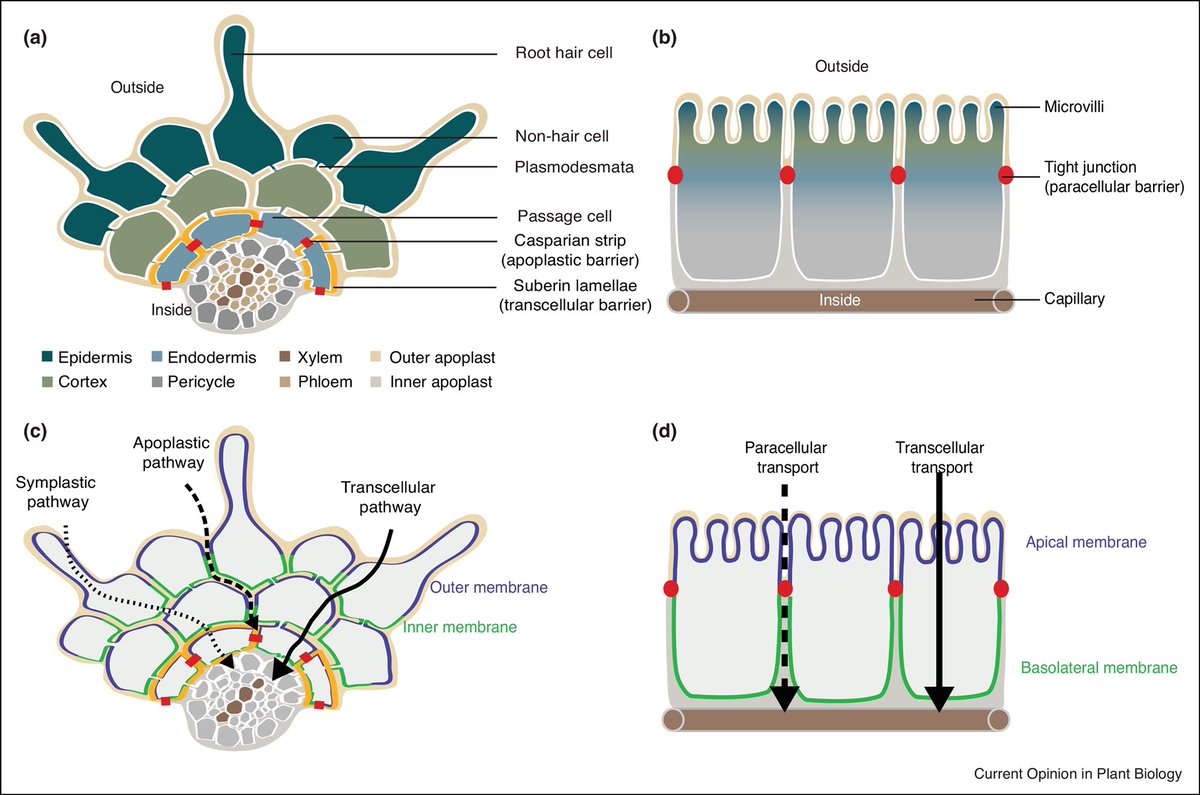 MarieBarberon's tweet photo. Happy to share the first review from the lab by @priyark22 on polarized transport in roots. https://t.co/Hhx93aJURw https://t.co/T2wS0KkmN5