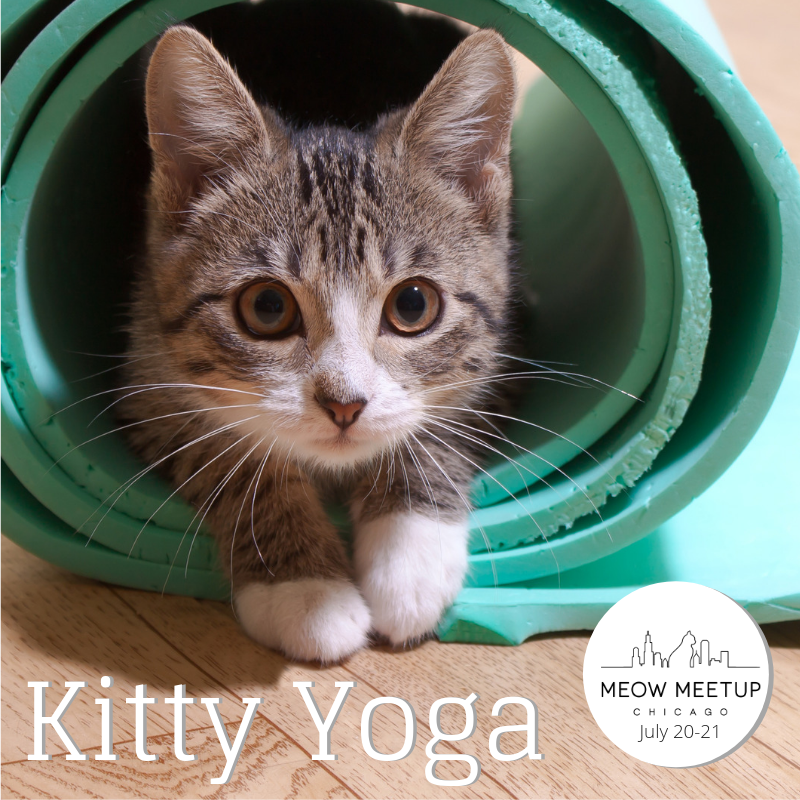 MeowMeetUp's tweet photo. 💫 Round up! 
Less than a week away - add-ons are going fast. Pre-register to secure your spot - we may not have sessions available the day of... 

#meowmeetup #catcafe #kittyyoga #afterparty #petportraits #cats #chicago #catsoftwitter https://t.co/kP6TCBSjQ8