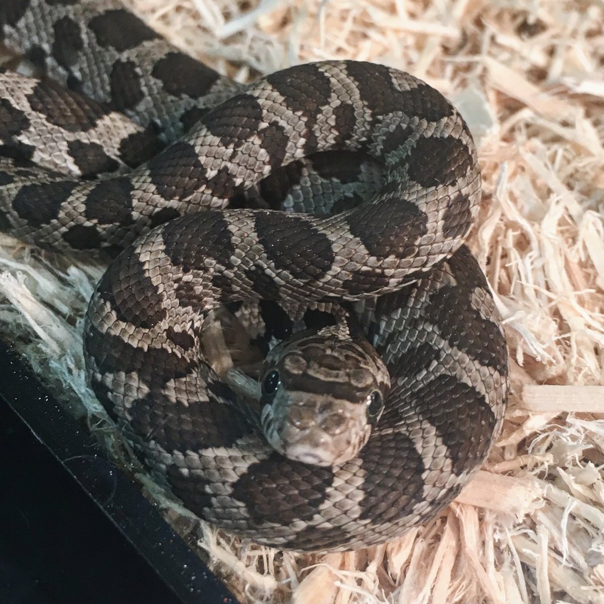 Minnesota Naturalists Association tweet media