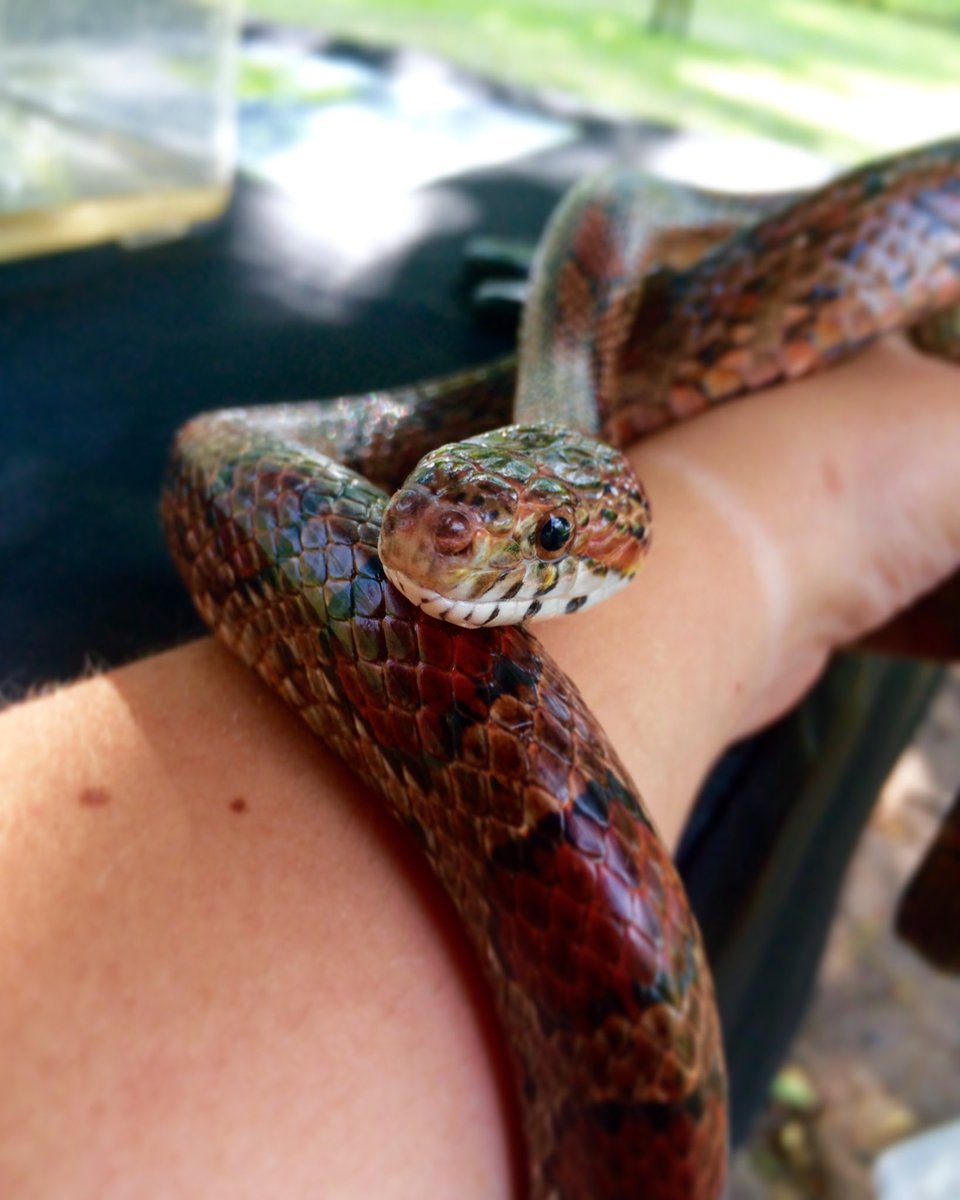Minnesota Naturalists Association tweet media