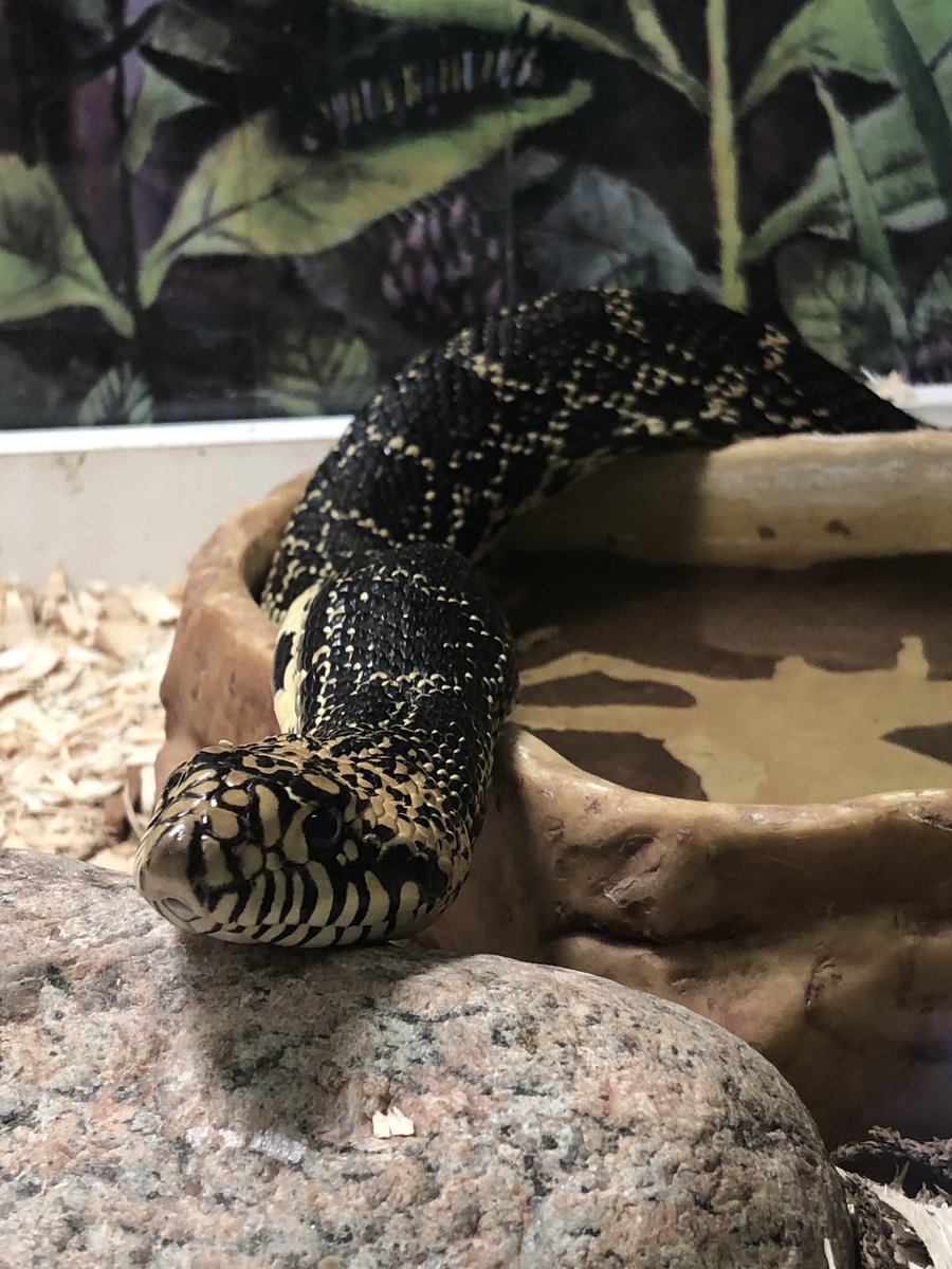Minnesota Naturalists Association tweet media