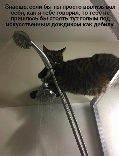Ha_haski's tweet photo. Стоишь, принимаешь душ и тут... https://t.co/WAeBhSPLP2