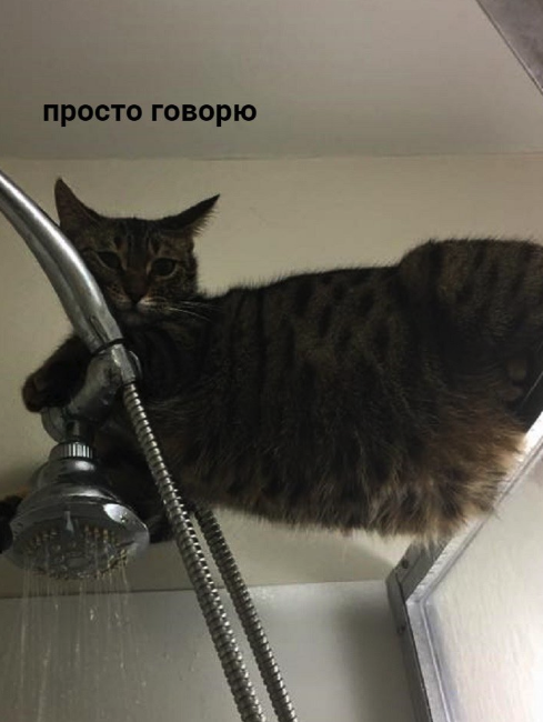 Ha_haski's tweet photo. Стоишь, принимаешь душ и тут... https://t.co/WAeBhSPLP2