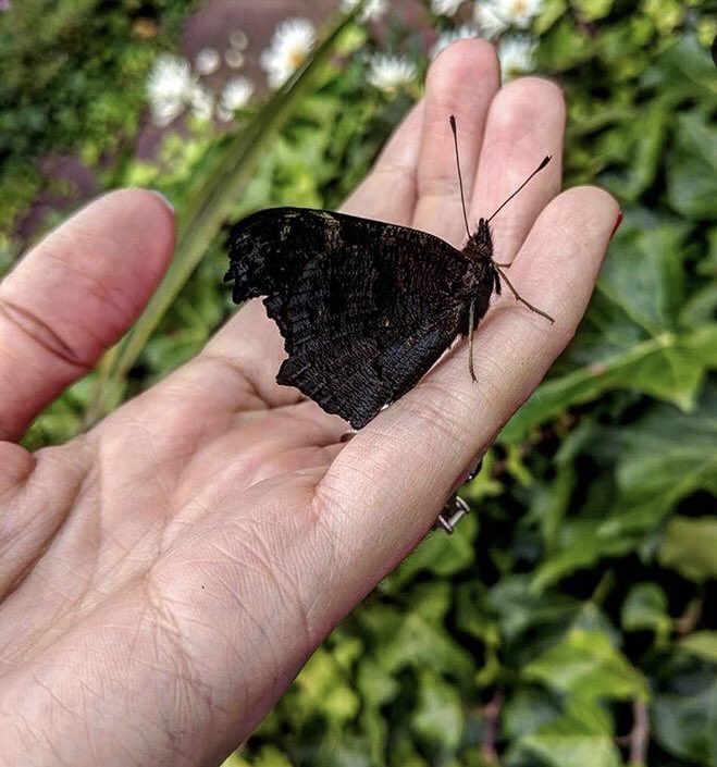 Remember how I basically lusted after a mom from school for years till we were both brave enough to talk? Well, we are proper friends now and this morning she was late to meet me because she was RESCUING A GOTH BUTTERFLY she found in the road