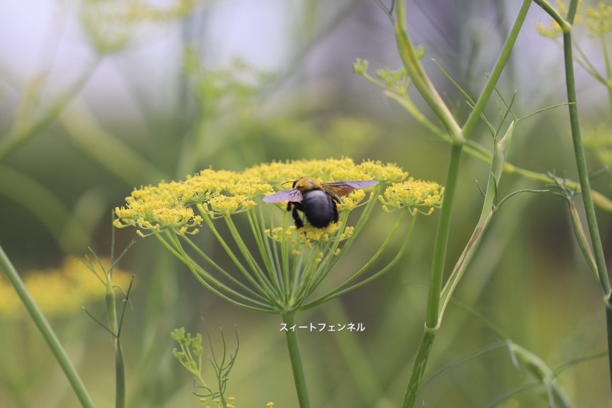 心に強く訴えるウイキョウ 花言葉 すべての美しい花の画像