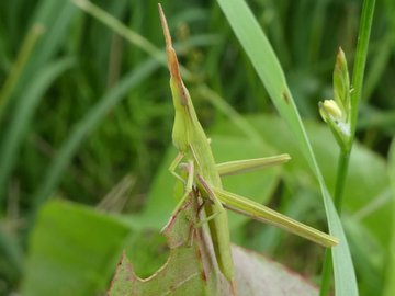 ショウリョウバッタの色違い オスとメスの見分け方や餌について 生き物ネット