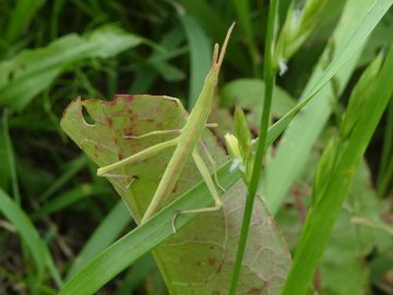 ショウリョウバッタの色違い オスとメスの見分け方や餌について 生き物ネット