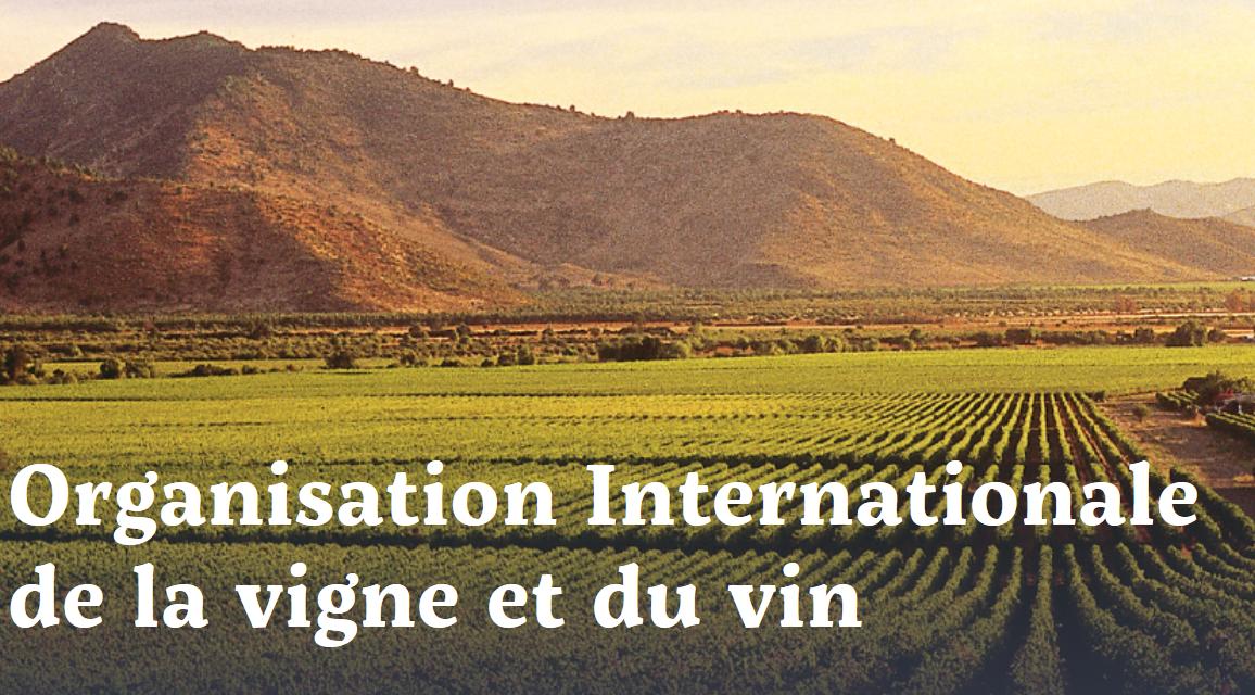 mon_viti's tweet photo. *️⃣ Congrès mondial de la vigne et du vin 
Record jamais atteint en production de vin 
Combien d'après vous ? 💯💯💯
De nombreux chiffres donnés par 
 @OIV_int
➡️https://t.co/Kbwc0L0XBs
#WineMorning ☕⏰ https://t.co/c0eprh6OyX