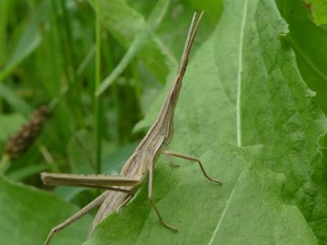 ショウリョウバッタの色違い オスとメスの見分け方や餌について 生き物ネット