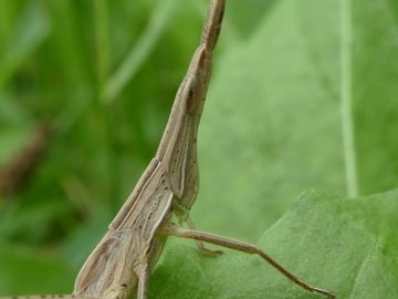 ショウリョウバッタの色違い オスとメスの見分け方や餌について 生き物ネット