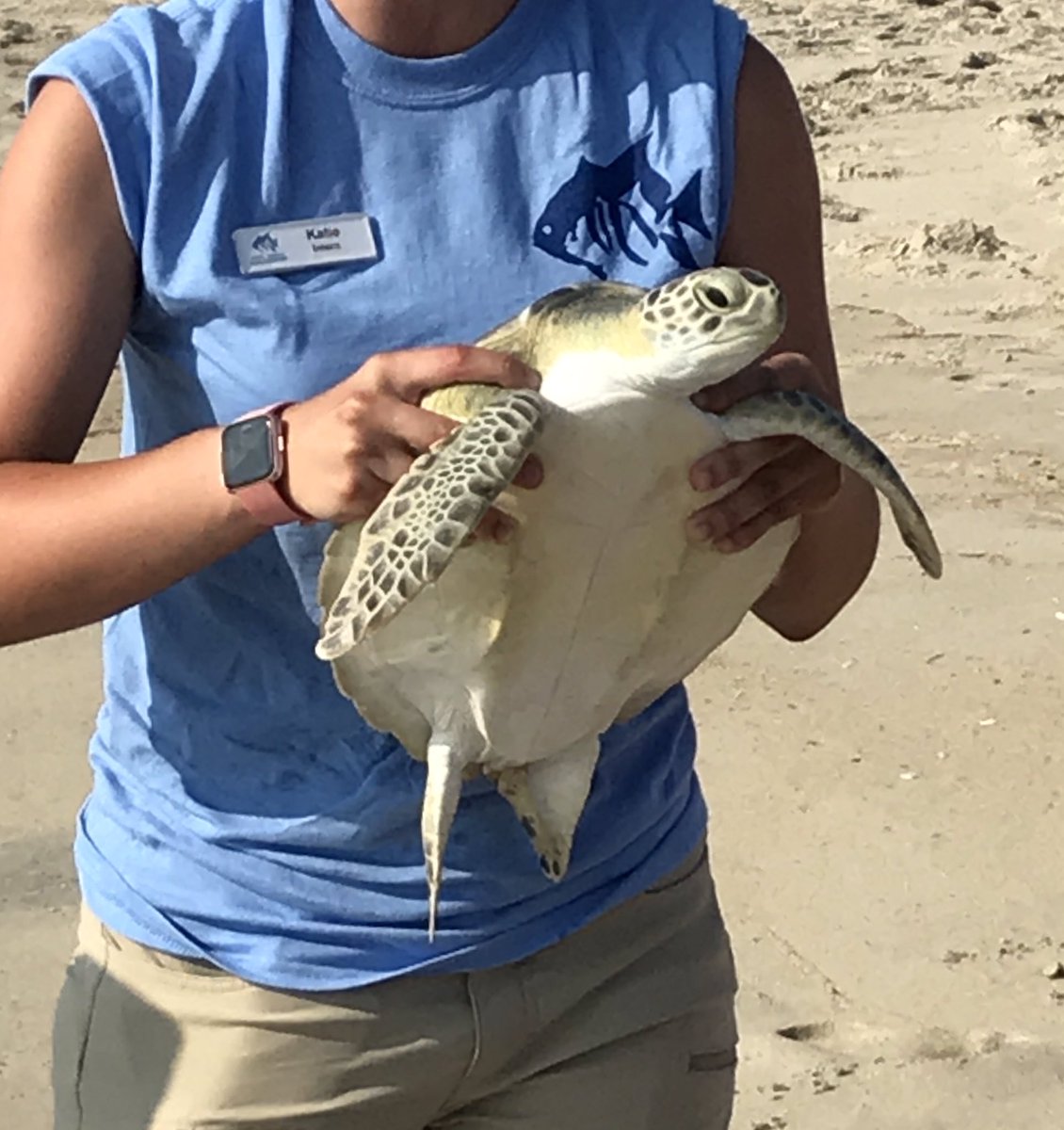 Kimslon's tweet photo. Turtle Release after rehabilitation. @NCAquarium_RI @ChrisAndrewsDMS https://t.co/15mYdiVS4N