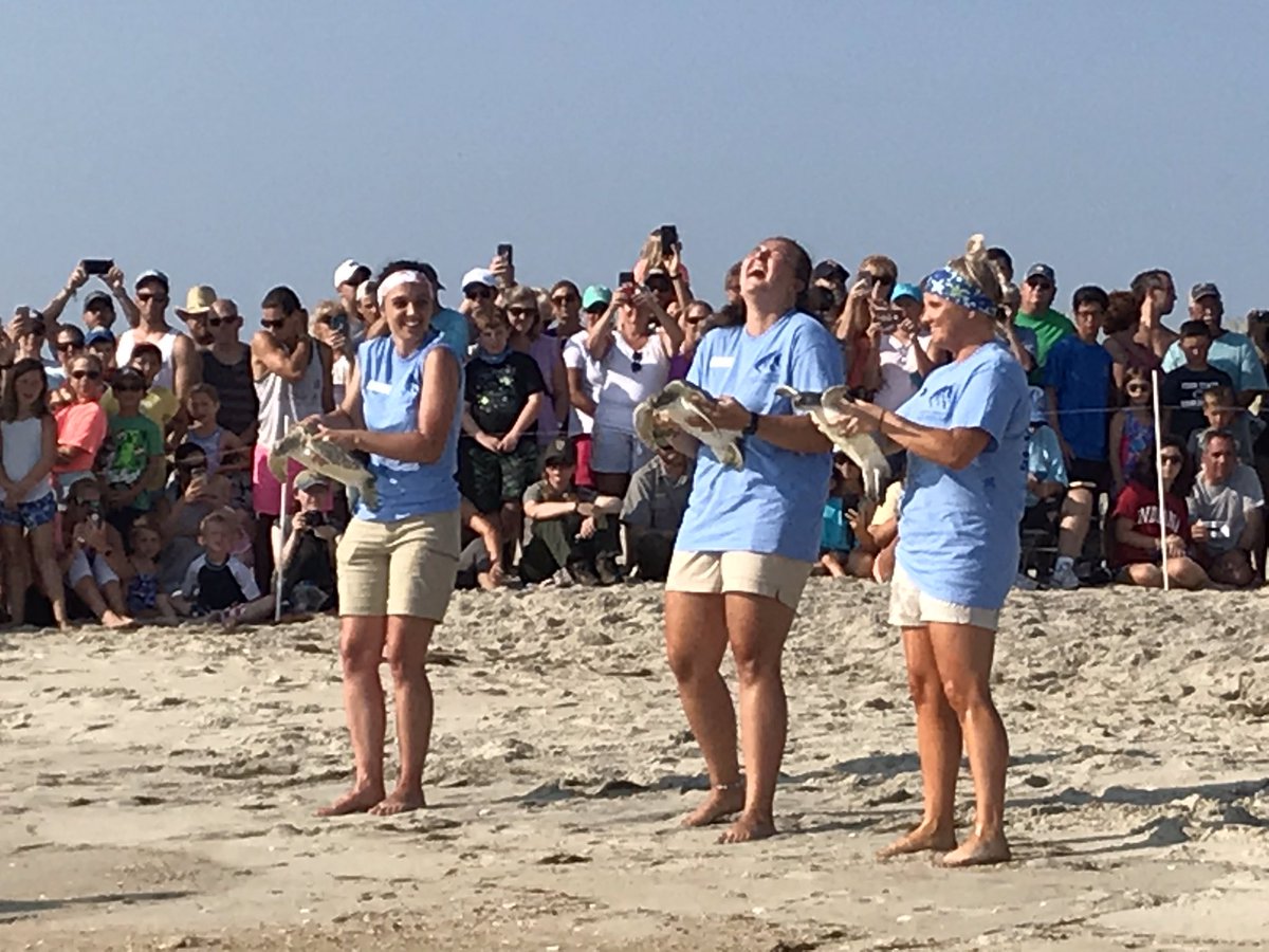 Turtle Release after rehabilitation. <a href="/NCAquarium_RI/">NC Aquarium on Roanoke Island</a> <a href="/ChrisAndrewsDMS/">Christopher Andrews</a>