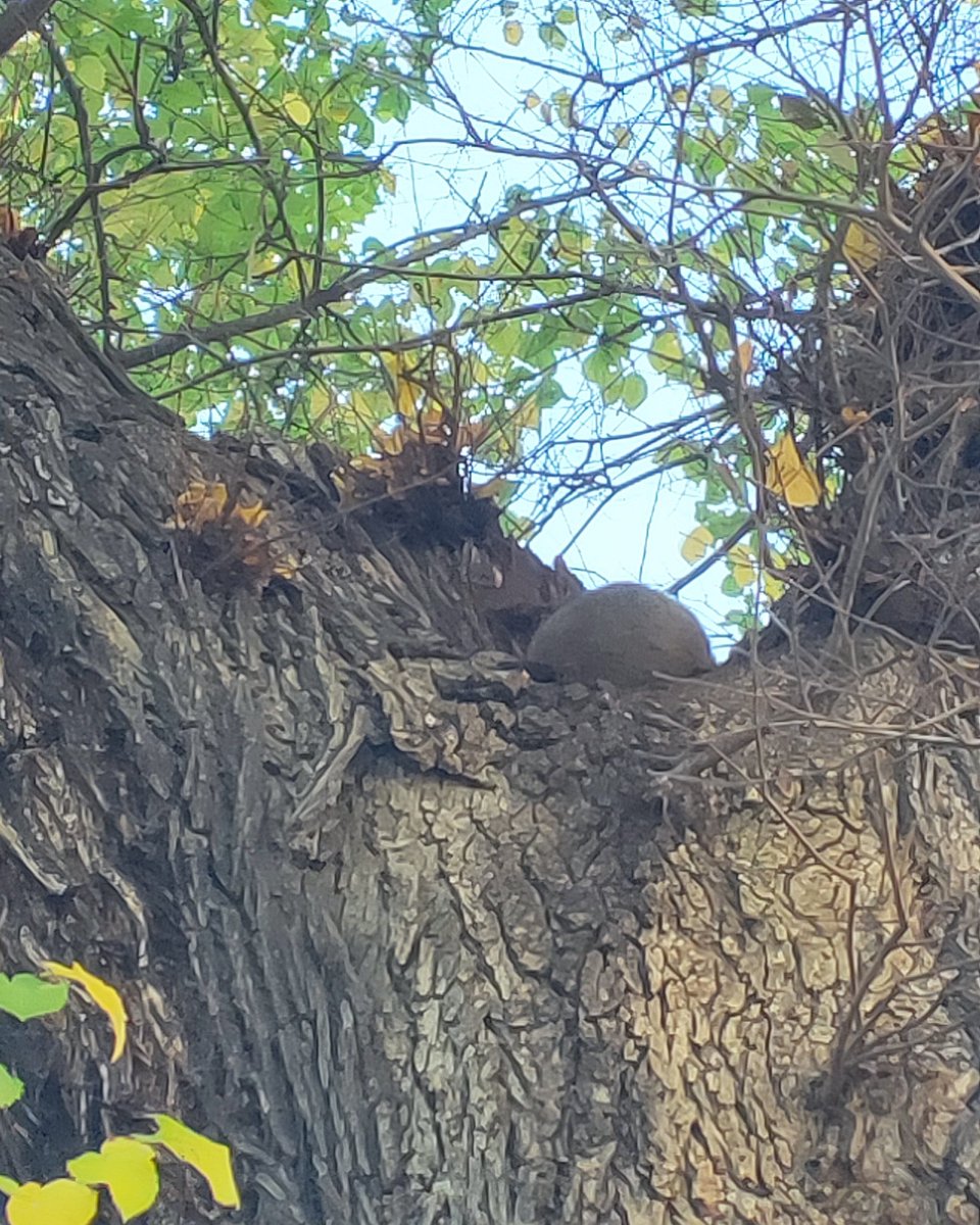 オーストラリア動物