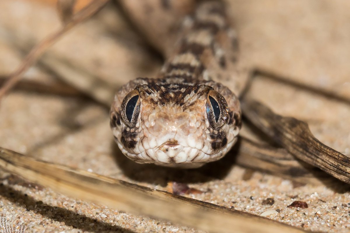 CSRIatLSTM's tweet photo. Today is World Snake Day 🐍 We've had a busy day of snake venom extractions at the #LSTMherpetarium. Here's a collection of some of the snakes we look after (photos taken by @raybirdphotogra) #WorldSnakeDay https://t.co/pDgw2fqVBf