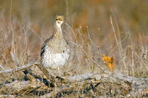OutdoorNews's tweet photo. In North Dakota, "Sharptails are beginning to rebound.โ @OutdoorsND #sharptails #sharpies #grouse https://t.co/GBq3IwdAKp https://t.co/amBhPC3x7Q